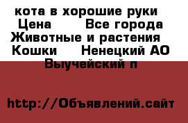 кота в хорошие руки › Цена ­ 0 - Все города Животные и растения » Кошки   . Ненецкий АО,Выучейский п.